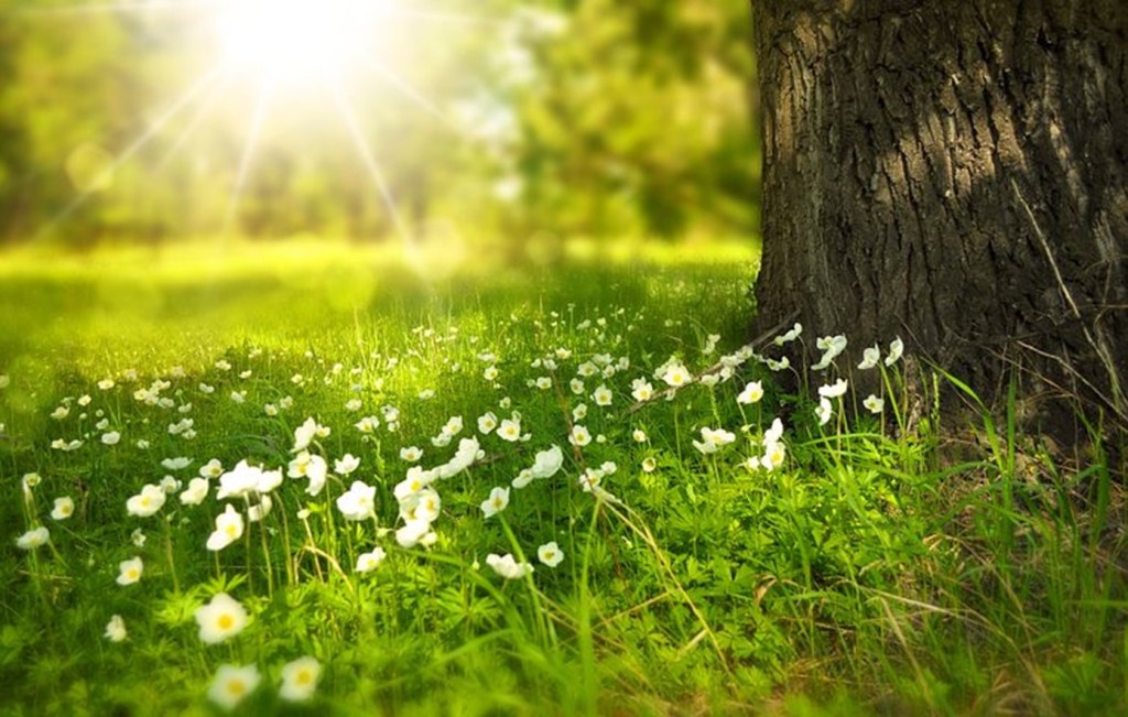 sun shining on a bed of wildflowers
