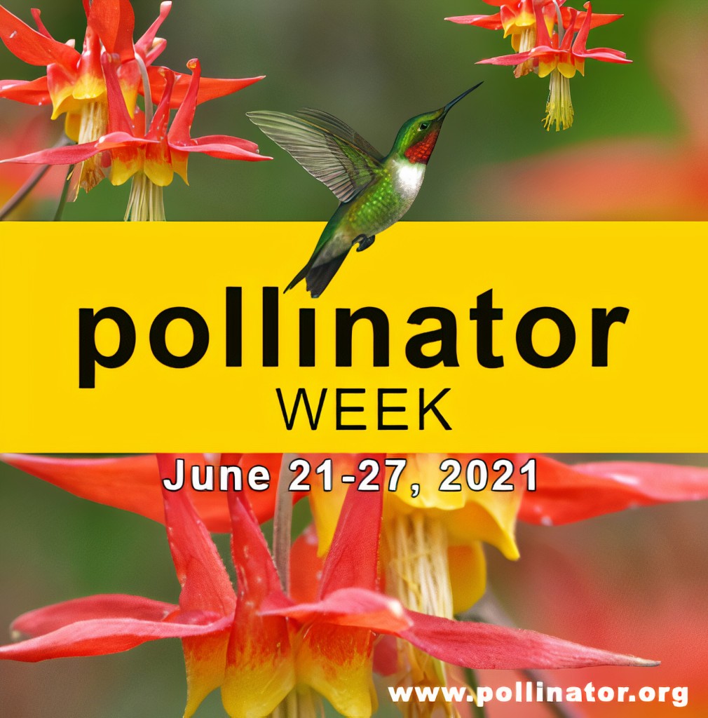pollinator week
