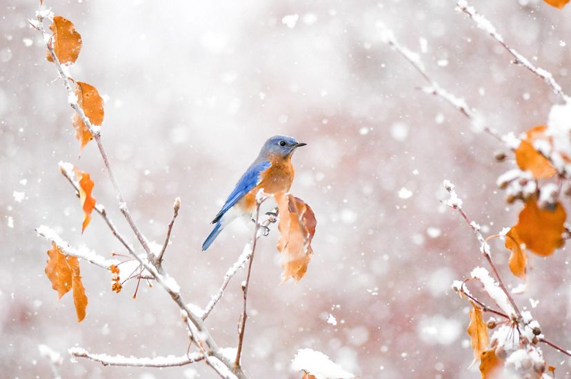 A bird on a snowy tree branch.