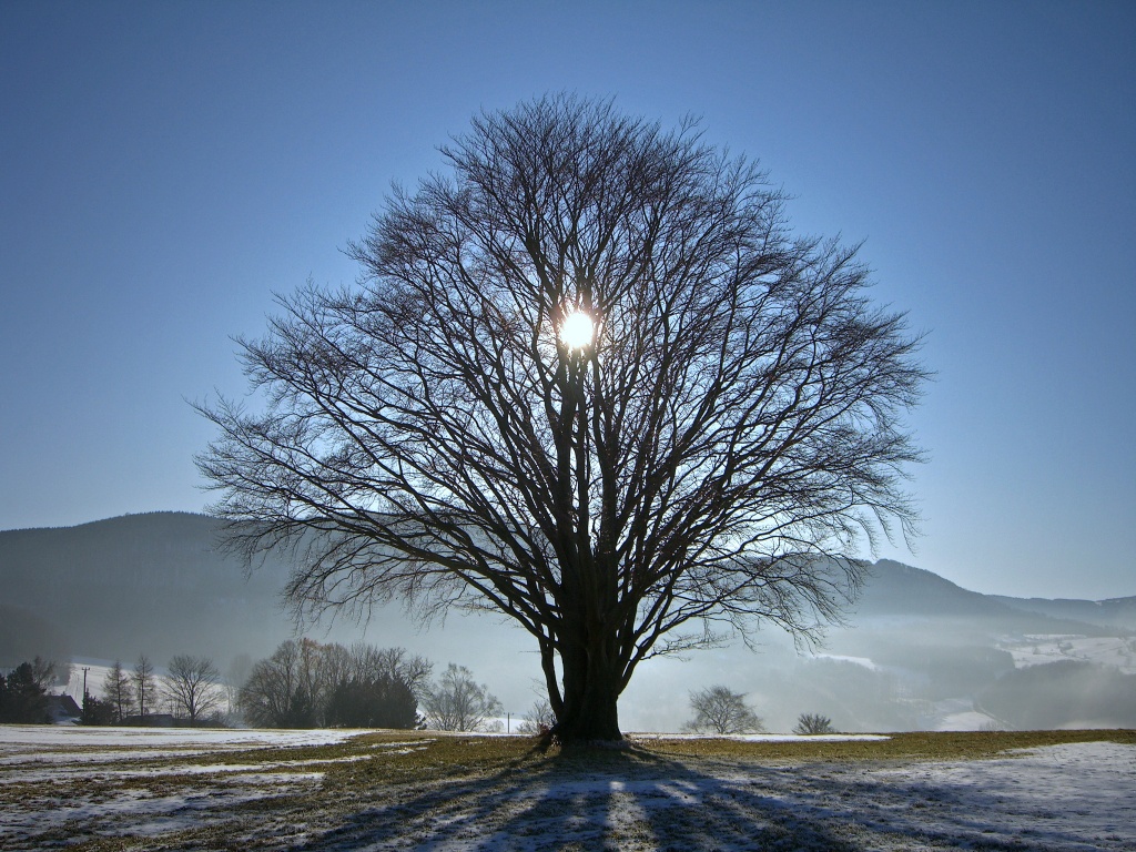 The sun shining behind a tree in winter.