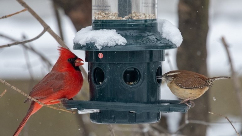 two birds at a bird feeder in the snow