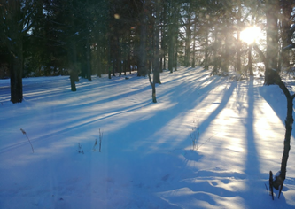 sunrise shining through trees with snow on the ground