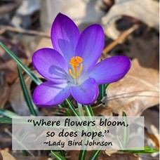 purple crocus with the quote: "where flowers bloom, so does hope." by Lady Bird Johnson