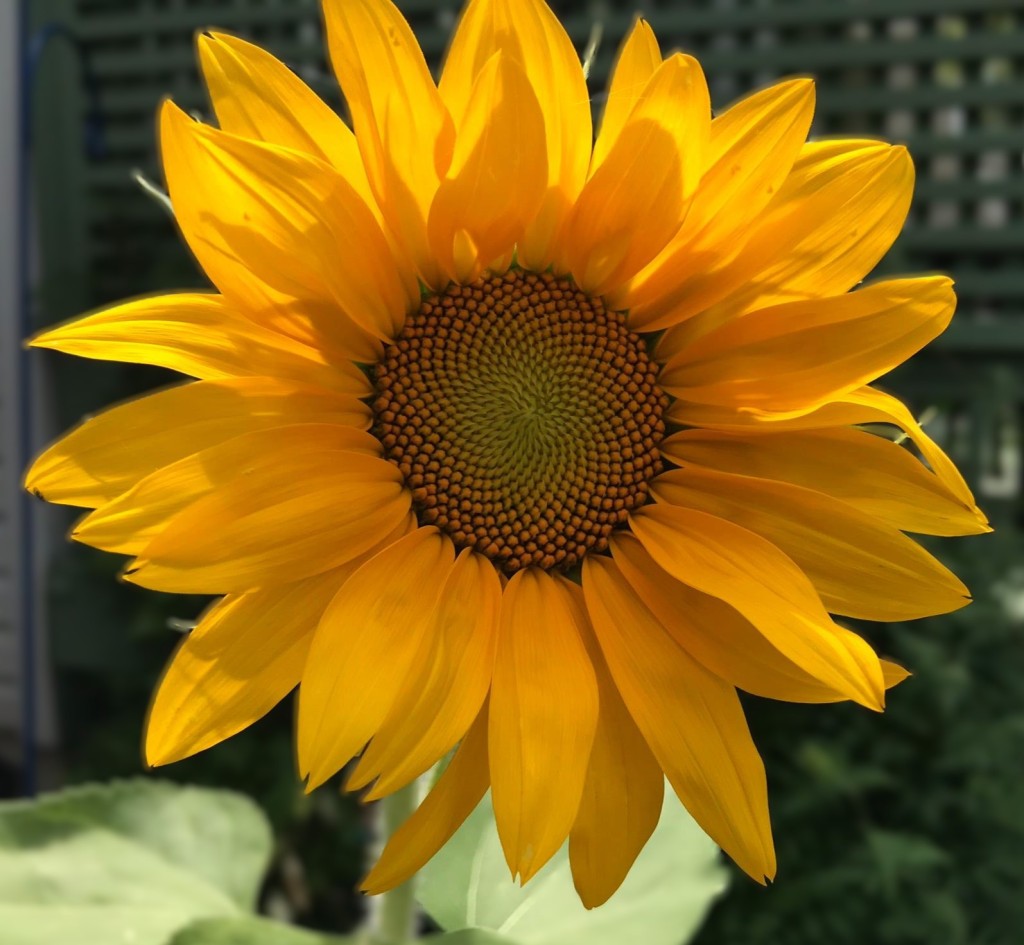 A close-up view of a large sunflower.